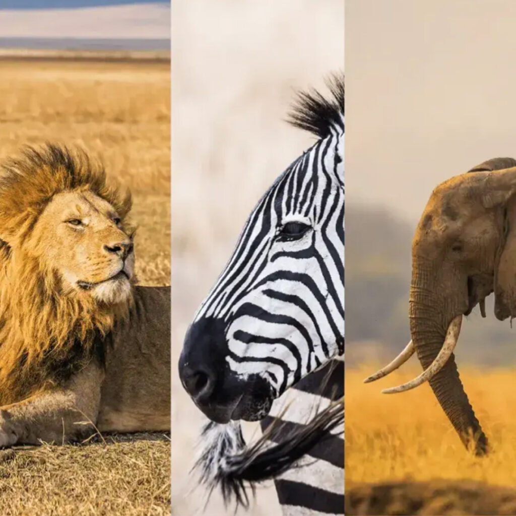 4. days serengeti & ngorongoro 1