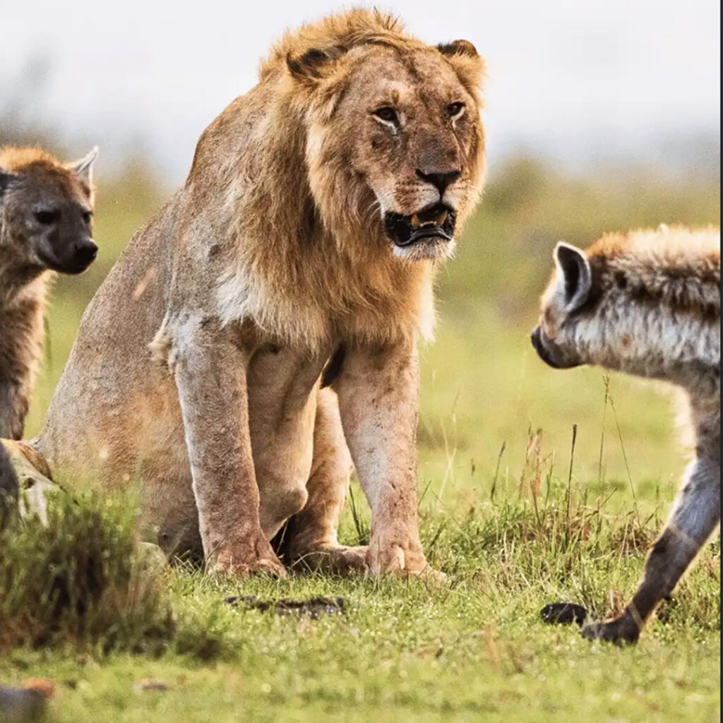 4. days serengeti & ngorongoro 1