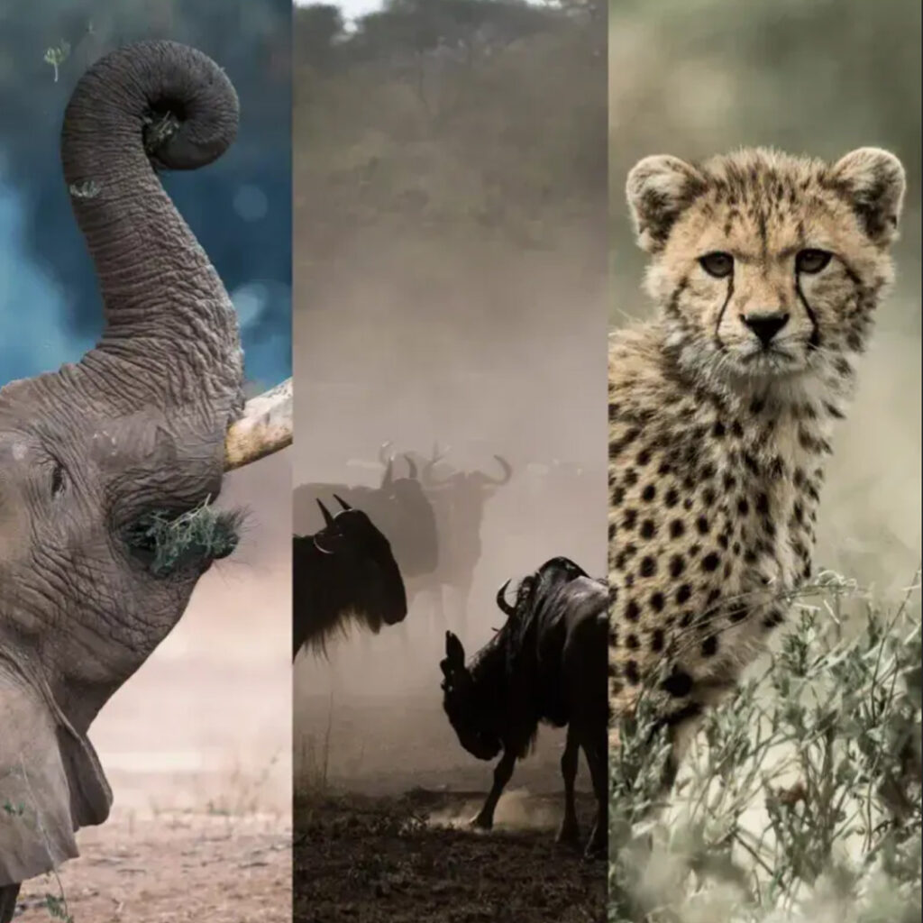 4. days serengeti & ngorongoro 1